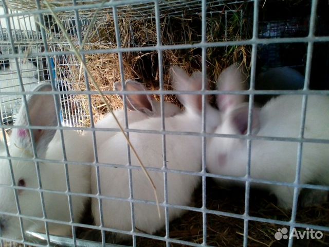 Калифорнийские кролики купить на Зозу.ру - фотография № 5