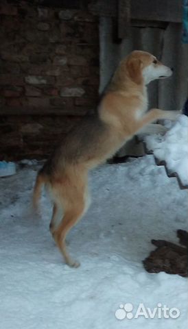 Потерялась собака купить на Зозу.ру - фотография № 3