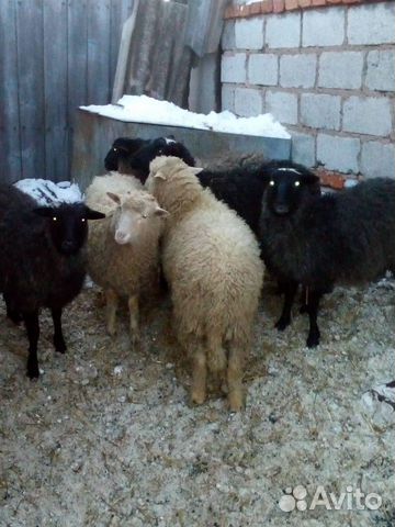 Ярки овцы купить на Зозу.ру - фотография № 2