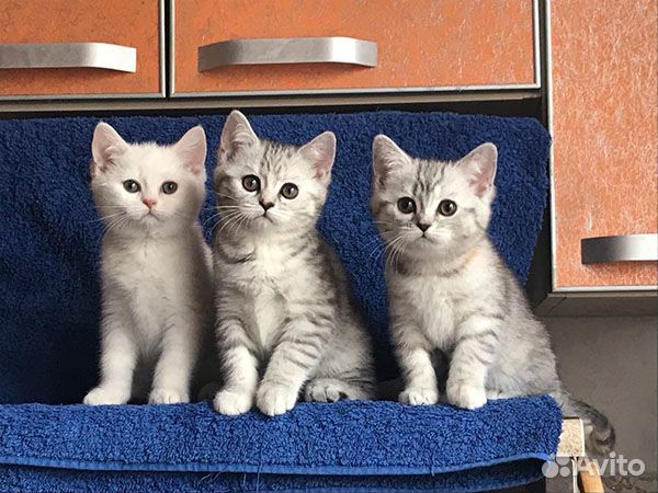 Симпатичные котята британчики купить на Зозу.ру - фотография № 5