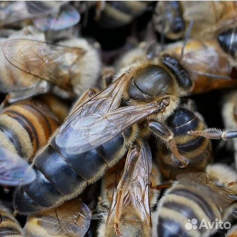 Пчелиные матки Карника 2020 купить на Зозу.ру - фотография № 1