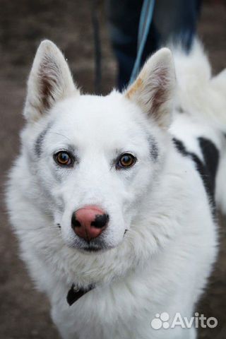 Лайка