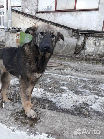 Дарю собаку купить на Зозу.ру - фотография № 1