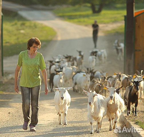 Дойные козы зааненской породы купить на Зозу.ру - фотография № 3