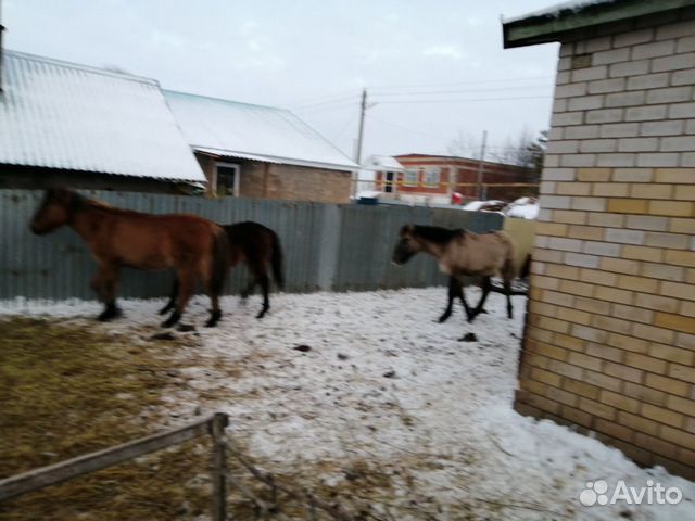 Лошади жеребята купить на Зозу.ру - фотография № 3