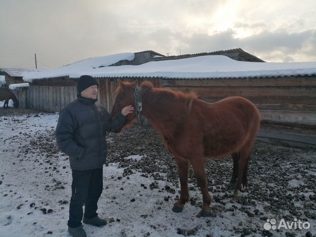 Лошадь, кобыла купить на Зозу.ру - фотография № 4