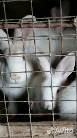 Кролики купить на Зозу.ру - фотография № 9