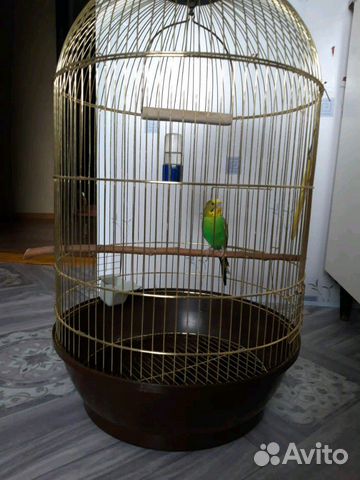 Продается попугай с клеткой, зеркало,качелей купить на Зозу.ру - фотография № 2
