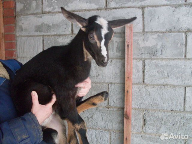 Козочка альпийка, дойные козы купить на Зозу.ру - фотография № 1