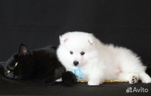 Мини-самоедики щенки японского шпица купить на Зозу.ру - фотография № 3
