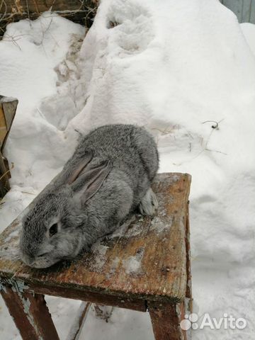 Кролик цвета шиншиллы купить на Зозу.ру - фотография № 2