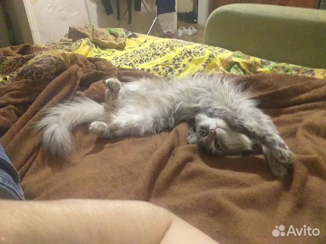 Кошка