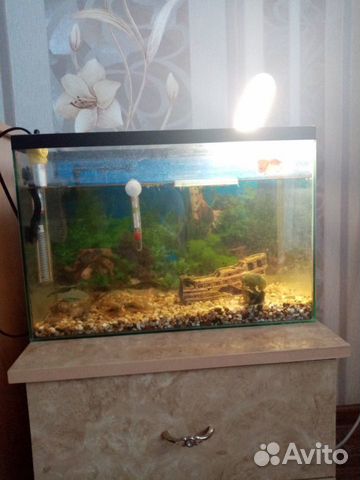 Продам аквариум, возможен торг купить на Зозу.ру - фотография № 1