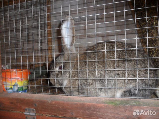 Кролики крупных пород купить на Зозу.ру - фотография № 3