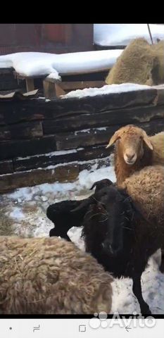 Продам овцематки 50 голов 30 голов ягнят курдючный купить на Зозу.ру - фотография № 3
