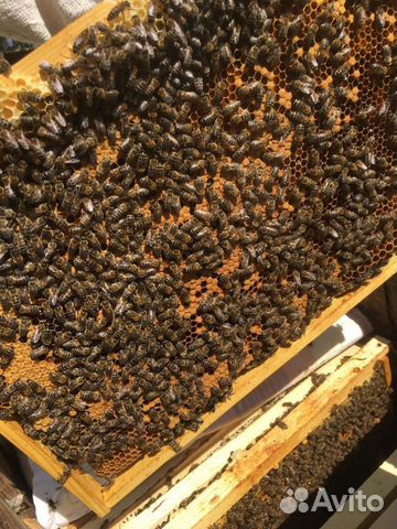 Пчелопакеты, пчелосемьи, порода Карпатка пасеку по купить на Зозу.ру - фотография № 1