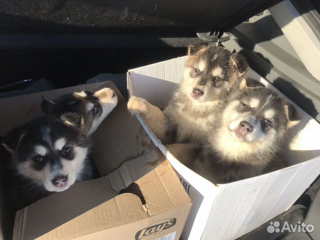 Хаски щенки
