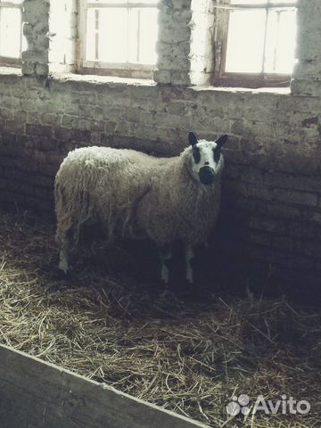 Kerry-Hill (кэрри хил) овцы длиннотощехвостые мясо купить на Зозу.ру - фотография № 2