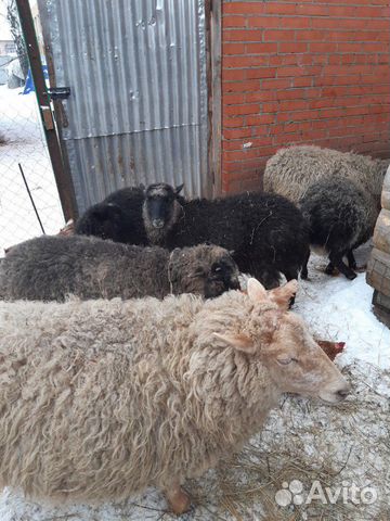 Овцы,барашки купить на Зозу.ру - фотография № 6