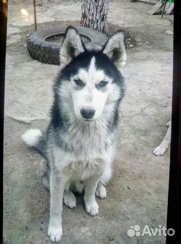 Пропала собака Сибирский хаски купить на Зозу.ру - фотография № 1