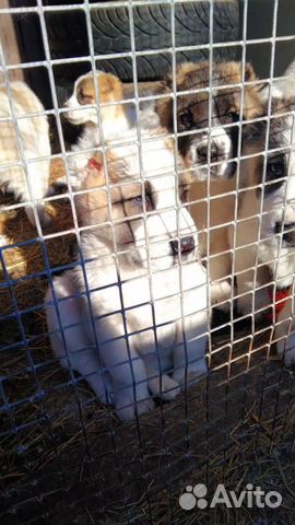 Продаются щенки Среднеазиатская Овчарка,Алабай купить на Зозу.ру - фотография № 4
