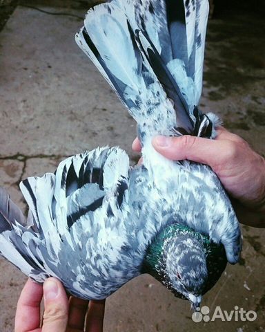 Бакинские мраморные голуби купить на Зозу.ру - фотография № 8