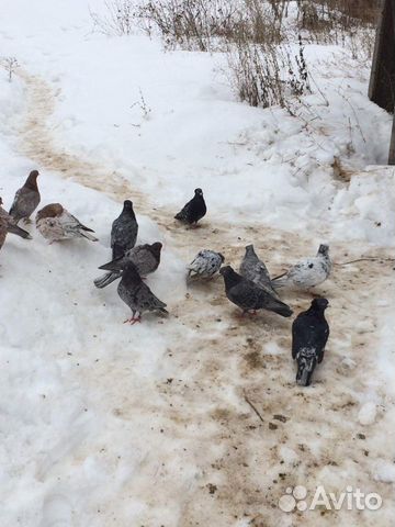 Хорошие Мраморные голуби все провереные купить на Зозу.ру - фотография № 10