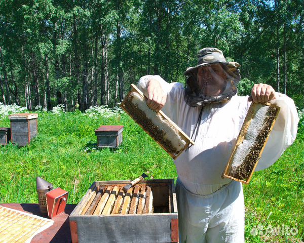 Пчеломатки карпатки купить на Зозу.ру - фотография № 4