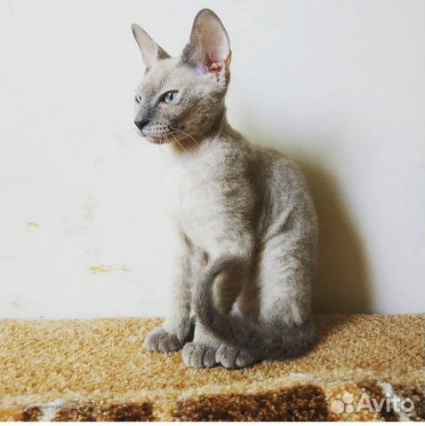 Кошка сфинкс. отдам в добрые руки