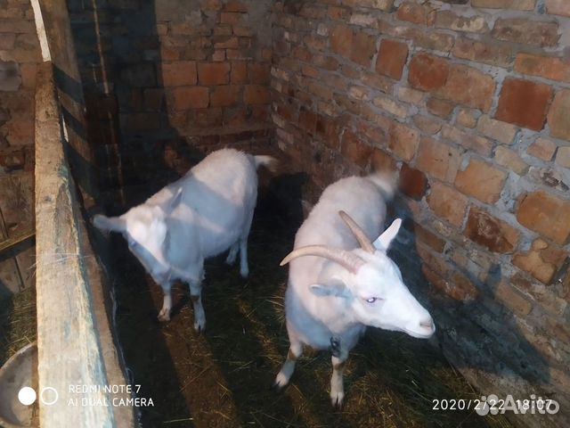 Дойные козы купить на Зозу.ру - фотография № 6