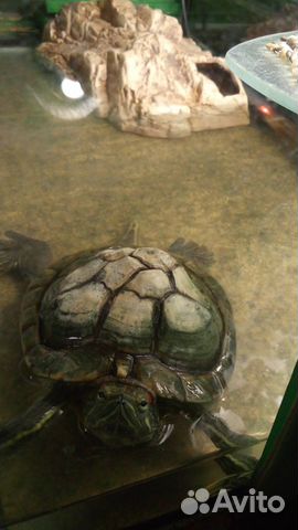 Черепаха с аквариумом, бережком и нагревателем купить на Зозу.ру - фотография № 7