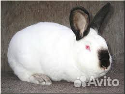 Калифорнийский кролик купить на Зозу.ру - фотография № 1