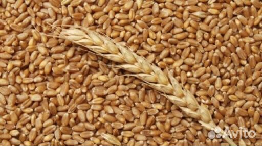 Пшеница для сельхоз животных купить на Зозу.ру - фотография № 1