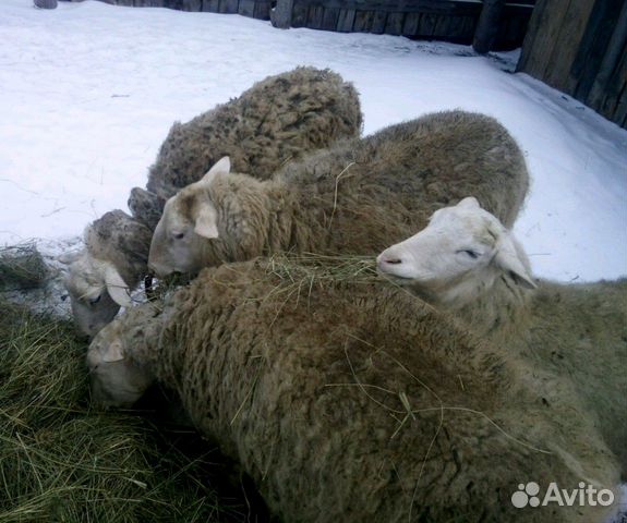Ост-фризские овцы купить на Зозу.ру - фотография № 1