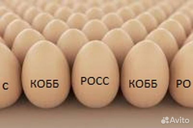 Яйцо и птица купить на Зозу.ру - фотография № 1