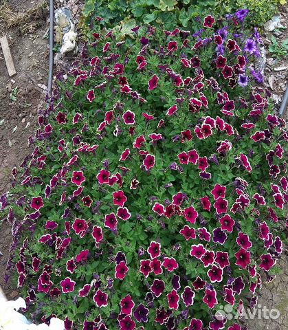 Петуния вегетативная Rim Magenta