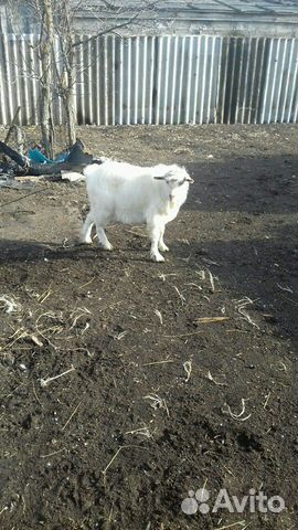 Продаётся зааненский козёл на племя,или можно поме купить на Зозу.ру - фотография № 1