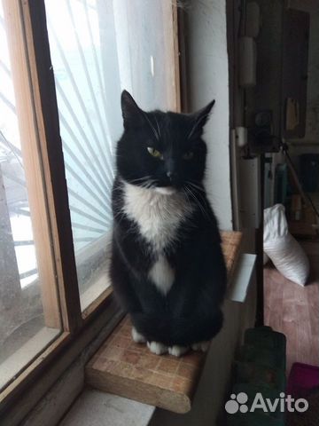 Отдам кота Отдам кота