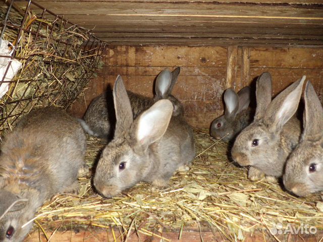 Кроликов фландра купить на Зозу.ру - фотография № 4