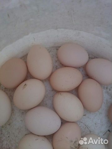 Куринные яйца на инкубацию купить на Зозу.ру - фотография № 1
