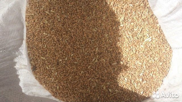 Зерно пшеницы и ячменя купить на Зозу.ру - фотография № 1