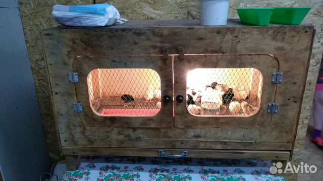 Куры, перепела, цыплята, инкубационное яйцо купить на Зозу.ру - фотография № 4