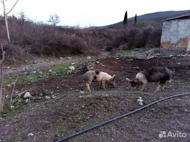 Свини купить на Зозу.ру - фотография № 3