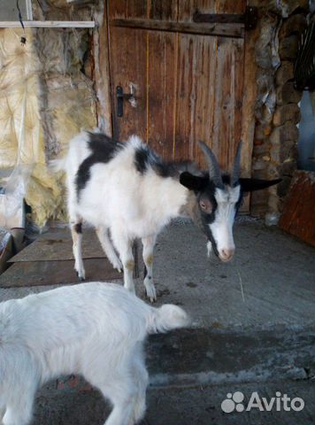 Зааненские козлята и коза купить на Зозу.ру - фотография № 5