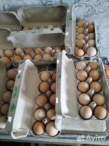 Инкубационное яйцо Джерсийский гигант, цыплята купить на Зозу.ру - фотография № 2