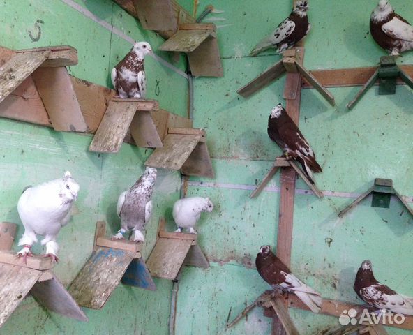 Андижанские летно-игровые голуби купить на Зозу.ру - фотография № 8