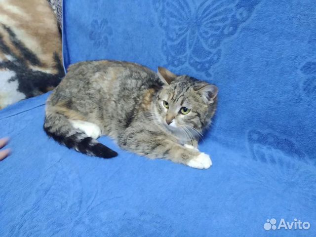 Кошка Кошка