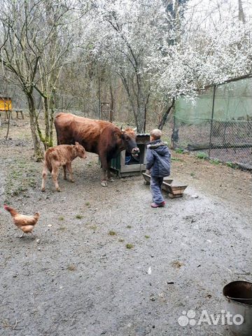 Корова с теленком(бычок) купить на Зозу.ру - фотография № 1