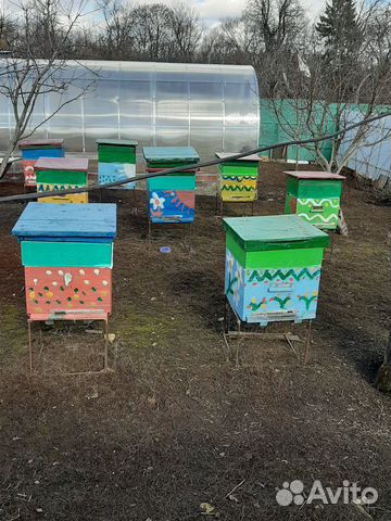 Продам пчелосемьи с ульями купить на Зозу.ру - фотография № 3