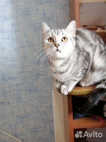 Вязка кошки купить на Зозу.ру - фотография № 1